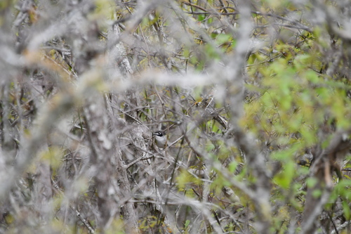Black-capped Vireo (Vireo atricapilla), photo 2