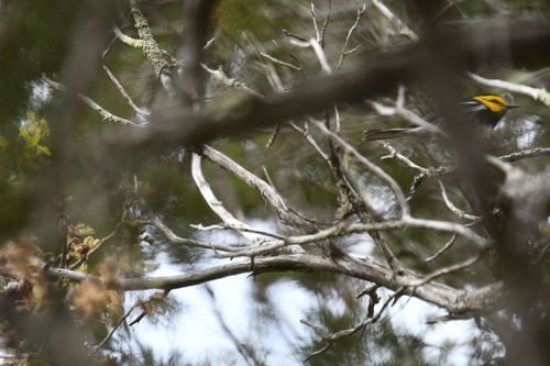 Golden-cheeked Warbler (Setophaga chrysoparia), photo 5