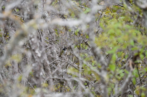 Black-capped Vireo (Vireo atricapilla), photo 3