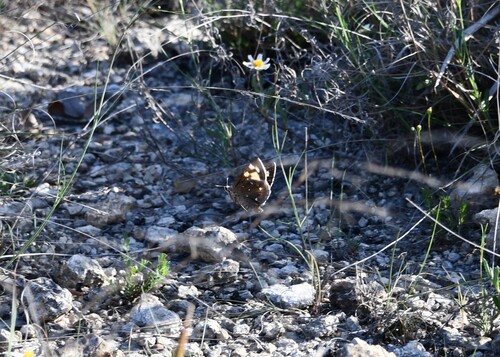 Strecker's Giant-Skipper photo 4