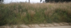 Cosmos bipinnatus