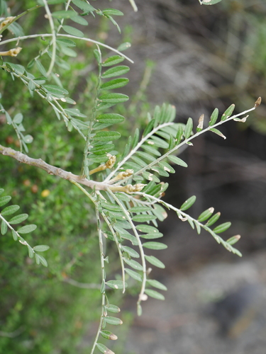 Sophora molloyi observed 2026-03-18