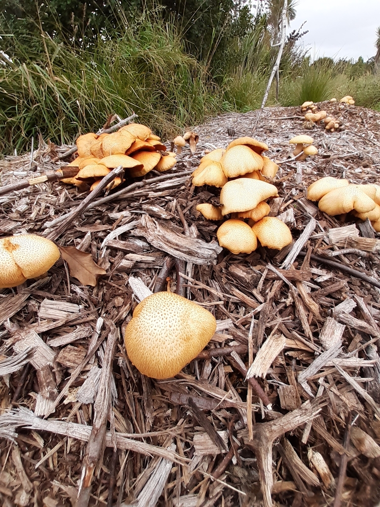 Gymnopilus junonius · March 2026 · photo: © eleanor_bissell (iNaturalist, cc-by)