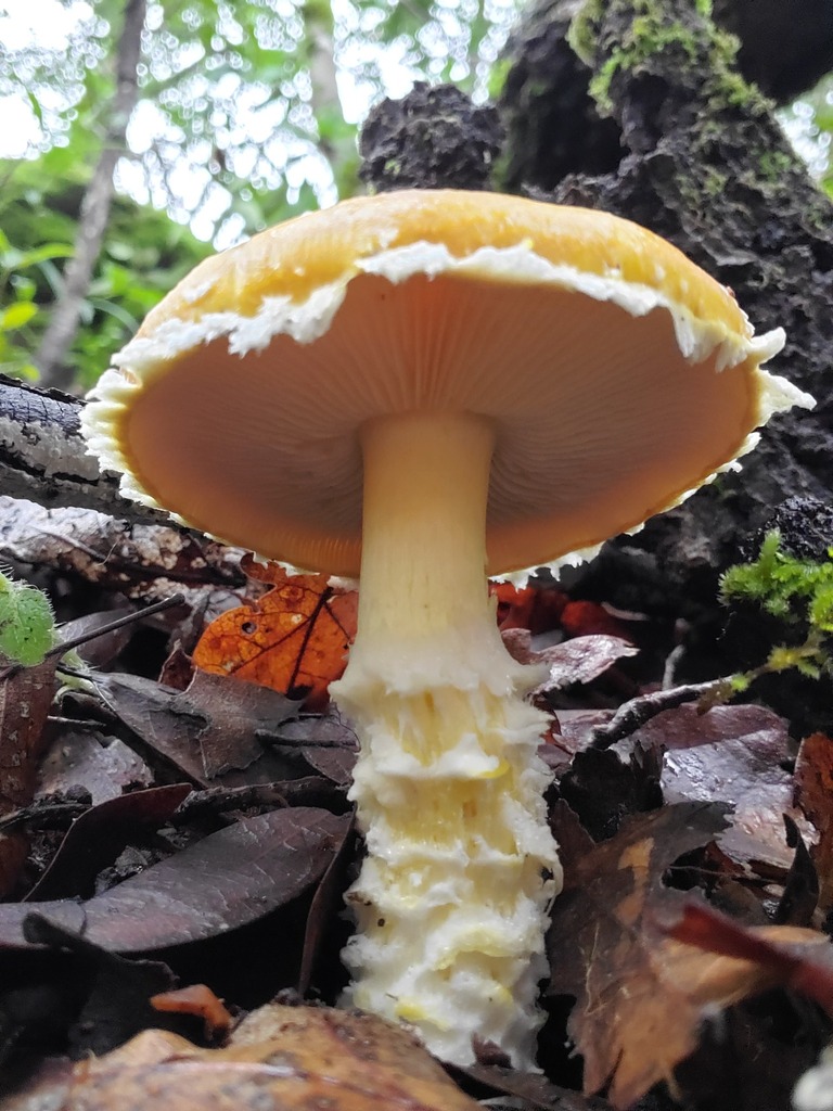 Floccularia albolanaripes · December 2025 · photo: © arlenedevitt (iNaturalist, cc-by)