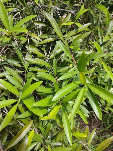 Samadera bidwillii (Samadera bidwillii)