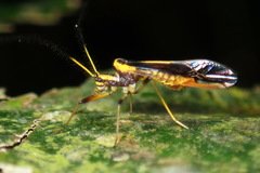 Thyrsophorinae