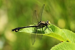 Gomphurus ventricosus