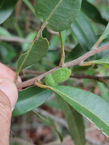 Samadera bidwillii (Samadera bidwillii)