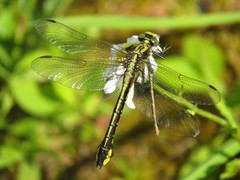 Gomphurus ventricosus
