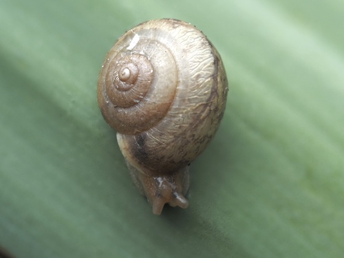 Bradybaena similaris