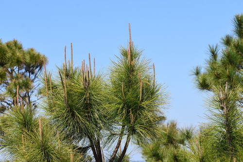 Pinus elliottii