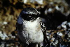 Mimus parvulus bauri