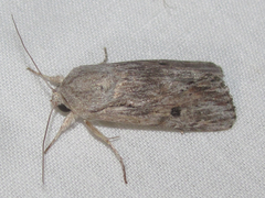 Spodoptera albula