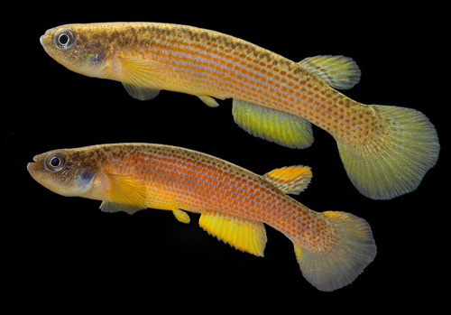 Redlined killi (Anablepsoides rubrolineatus) — Rivulidae