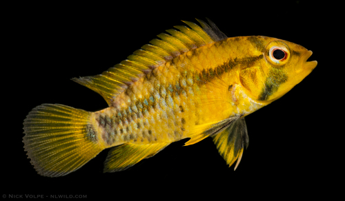 Inca Dwarf Cichlid