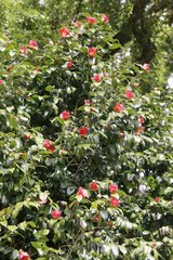 Camellia japonica