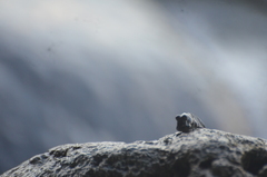 Pacific Leaping Blenny photo 2
