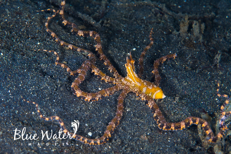 Typical Octopuses