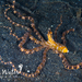 Octopodidae - Photo (c) Kimberly Tripp Randal, μερικά δικαιώματα διατηρούνται (CC BY-NC), uploaded by Kimberly Tripp Randal
