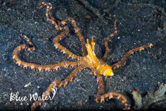 Wunderpus photogenicus
