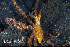 Wunderpus photogenicus