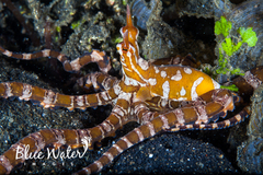 Wunderpus photogenicus