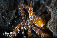 Wunderpus photogenicus