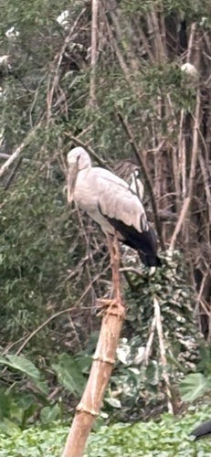 Asian Openbill