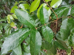 Brown's Aglaia (Aglaia brownii)