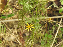 Adenophyllum anomalum