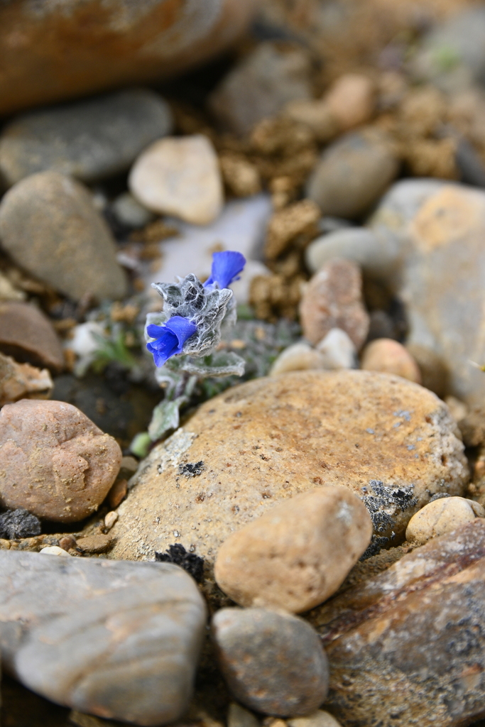 Veronica lanuginosa