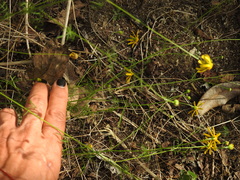 Adenophyllum anomalum