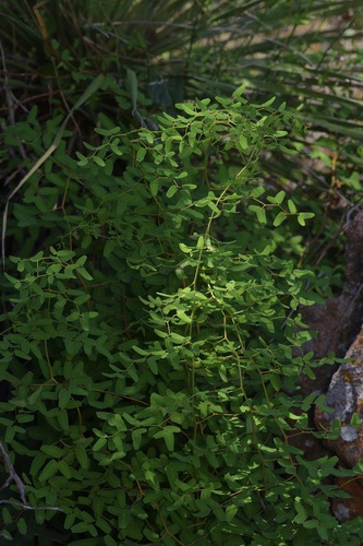 Ovate-leaf Cliffbrake (Pellaea ovata)
