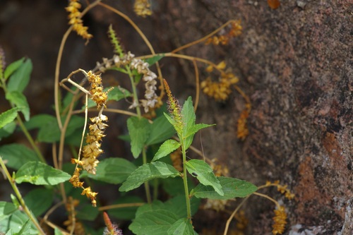 shrubby copperleaf (Acalypha phleoides)