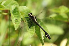 Gomphurus ventricosus