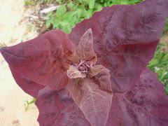 Atriplex hortensis