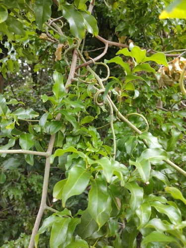 hairy-flowered ventilago (Ventilago pubiflora)