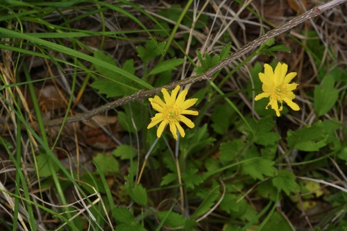 Ranunculus macranthus, photograph 3