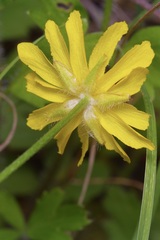 Ranunculus macranthus, photograph (c) Michelle W. （鍾偉瑋）, some rights reserved (CC BY)