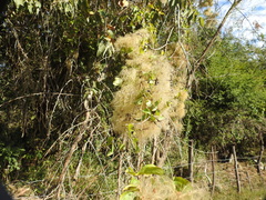 Clematis acapulcensis