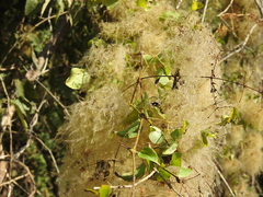 Clematis acapulcensis