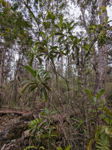 Psychotria hawaiiensis observed 2026-03-29