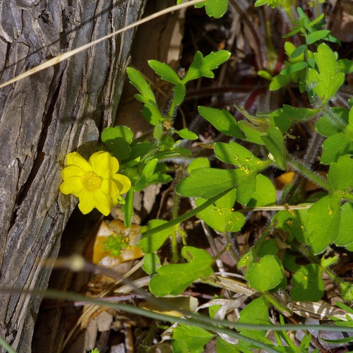 Ranunculus macranthus, photograph 5
