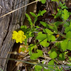 Ranunculus macranthus, photograph (c) Michelle W. （鍾偉瑋）, some rights reserved (CC BY)
