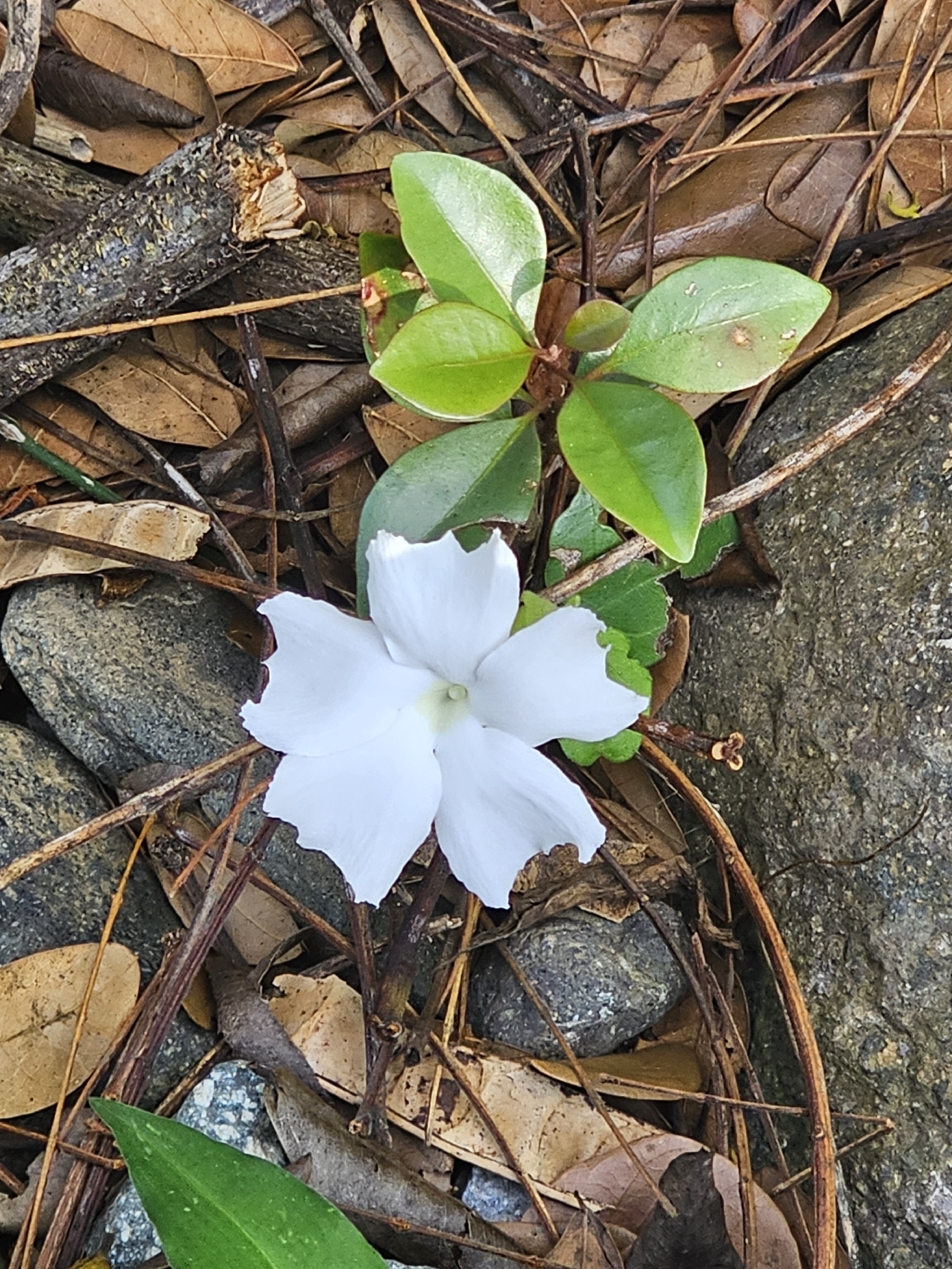Whitelady (Thunbergia fragrans)