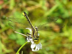 Gomphurus ventricosus