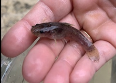 Noturus leptacanthus