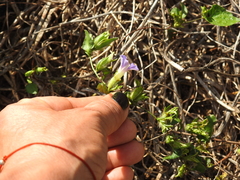 Ipomoea parasitica