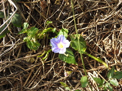 Ipomoea parasitica