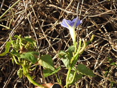 Ipomoea parasitica
